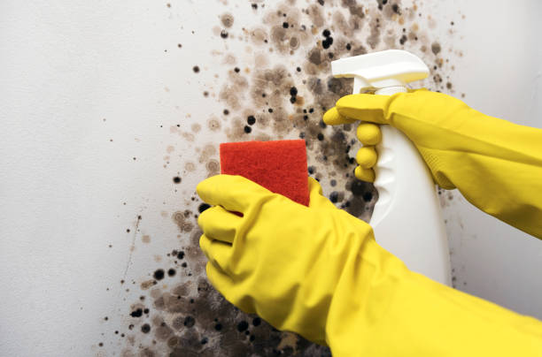 Best Residential Mold Removal  in Whitesboro, AL