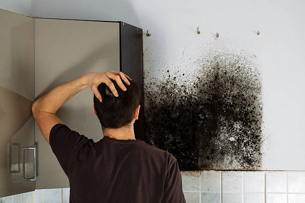 Mold Testing and Removal in Whitesboro, AL