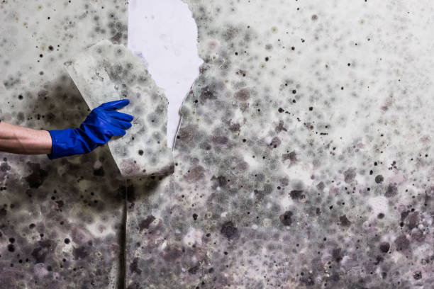Best Certified Mold Removal  in Whitesboro, AL
