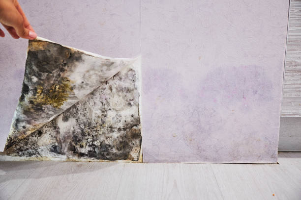 Best Fast Mold Removal  in Whitesboro, AL